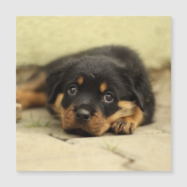 Rottweiler20150901 (Framsida)