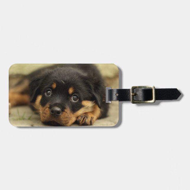 Rottweiler20150901 Bagagebricka (Horisontell Framsida)