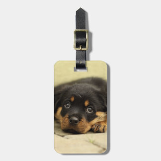 Rottweiler20150901 Bagagebricka