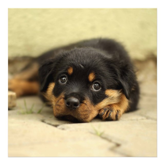 Rottweiler20150901 Fototryck (Framsidan)