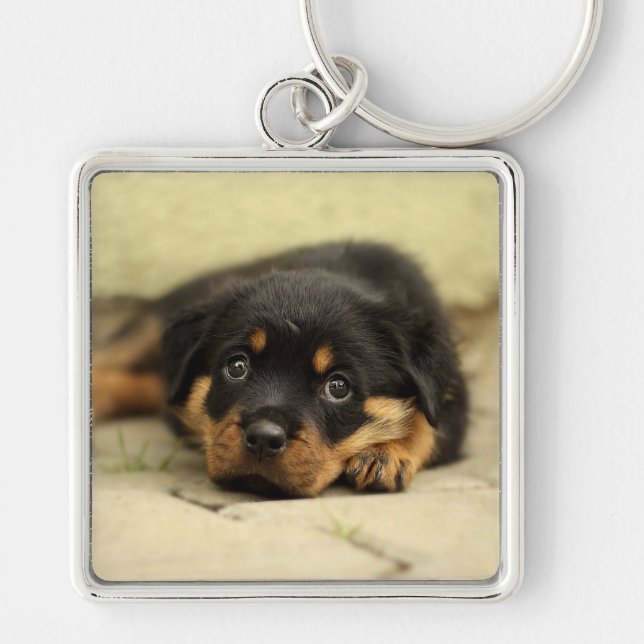 Rottweiler20150901 Fyrkantig Silverfärgad Nyckelring (Framsidan)