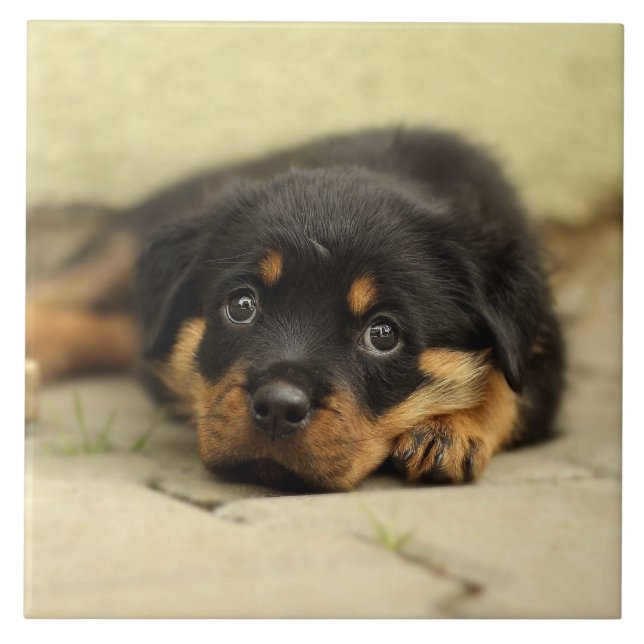 Rottweiler20150901 Kakelplatta (Framsidan)