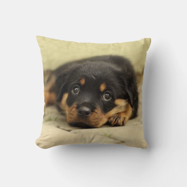 Rottweiler20150901 Kudde (Framsida)