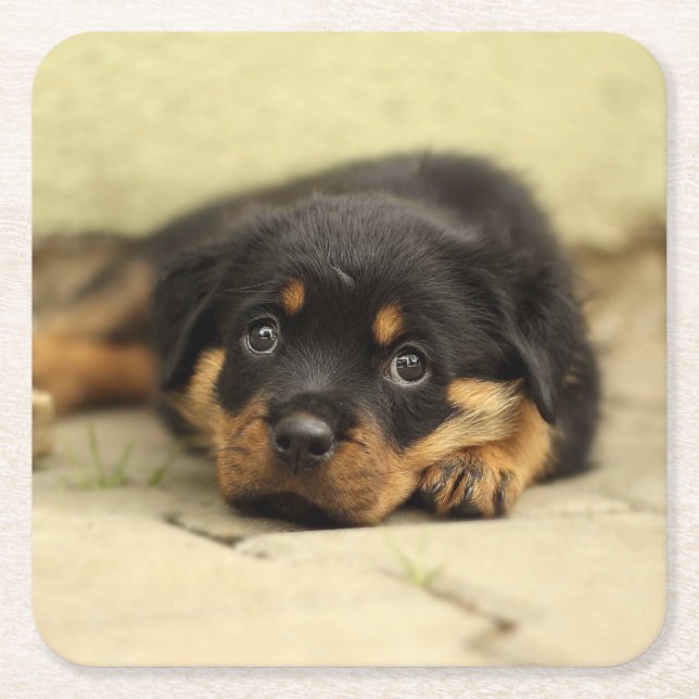 Rottweiler20150901 Underlägg Papper Kvadrat (Framsidan)