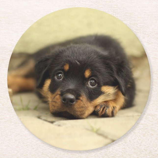 Rottweiler20150901 Underlägg Papper Rund (Framsidan)