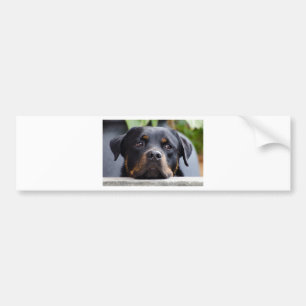 rottweiler 2.png bildekal
