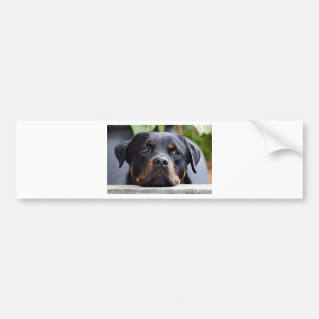 rottweiler 2.png bildekal (Framsidan)