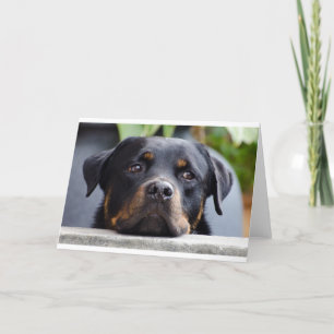 rottweiler 2.png kort
