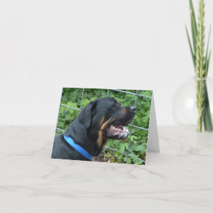 Rottweiler "Apollo" hälsningkort Kort