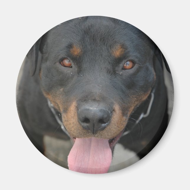 Rottweiler Bild Round Magnet (Framsidan)