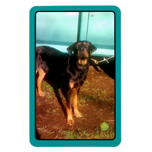 Rottweiler blandningmagnet magnet