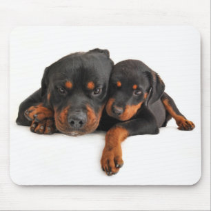 Rottweiler Brown & Black Puppy Hund Musmatta