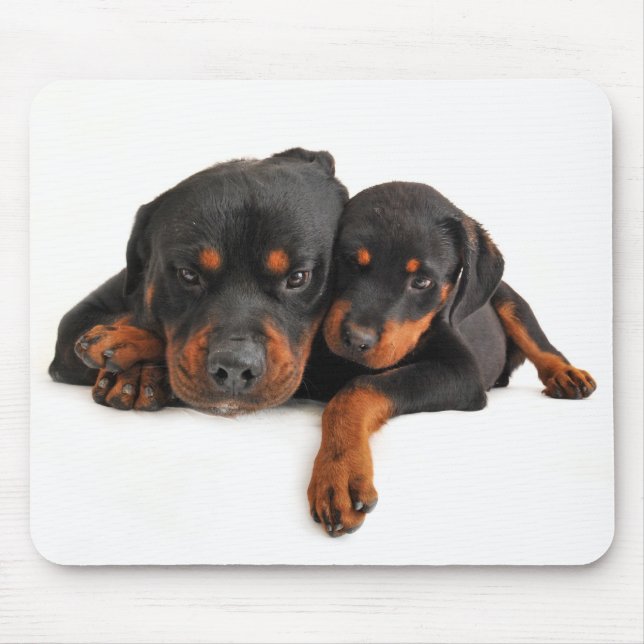 Rottweiler Brown & Black Puppy Hund Musmatta (Framsidan)