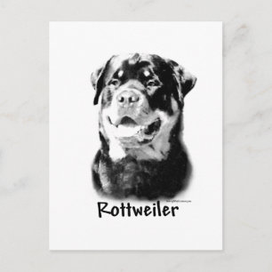 Rottweiler Charcol Vykort