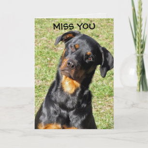 Rottweiler får bra snart kort