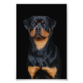 Rottweiler Fototryck