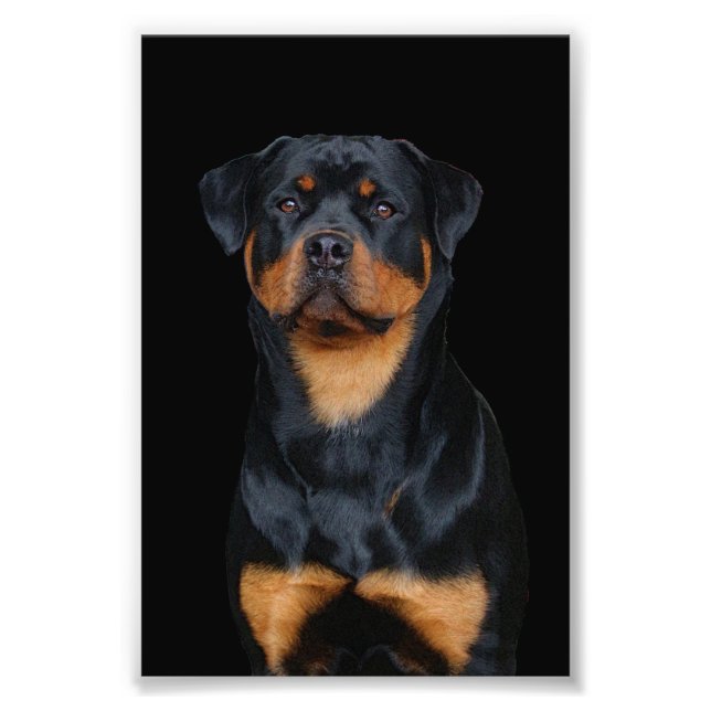 Rottweiler Fototryck (Framsidan)