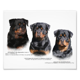 Rottweiler Fototryck