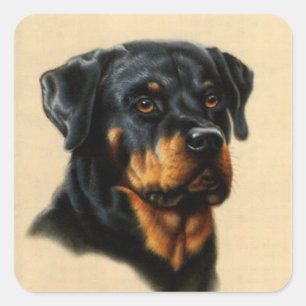 Rottweiler Fyrkantigt Klistermärke