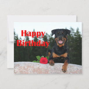 rottweiler grattis på födelsedagen vykort