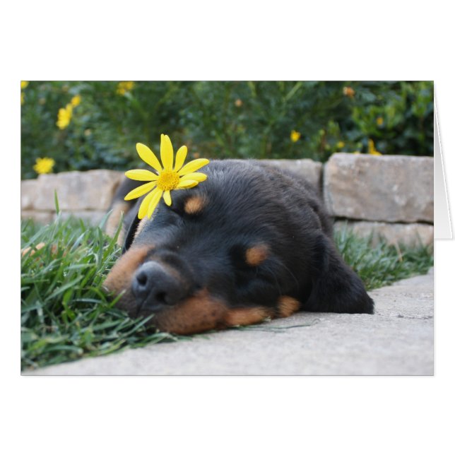 Rottweiler Hälsningskort (Framsidan Horizontal)