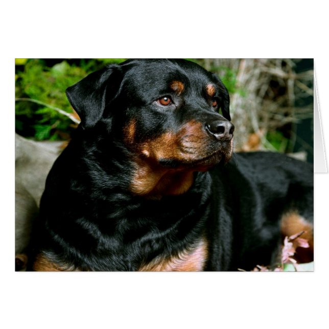 Rottweiler Hälsningskort (Framsidan Horizontal)