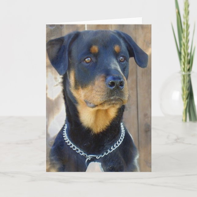 Rottweiler-hälsningskort Kort (Framsida)