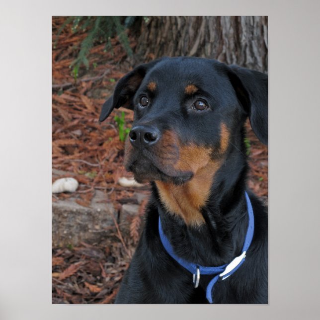 Rottweiler Heidi Poster (Framsidan)