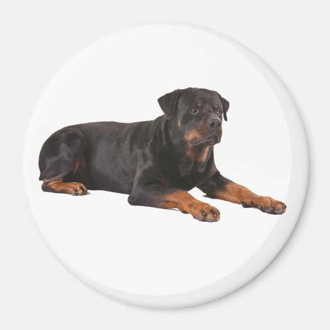 ROTTWEILER HUND FRIDGE MAGNET (Framsidan)