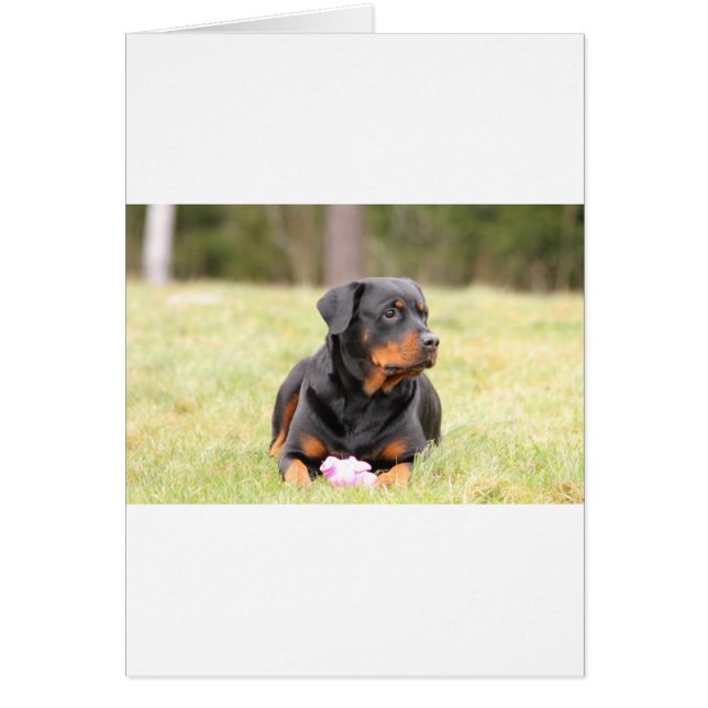 Rottweiler Hund Hälsningskort (Framsidan)