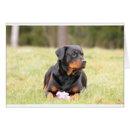 Rottweiler Hund Hälsningskort