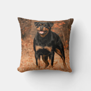 Rottweiler Hund Kudde