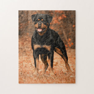 Rottweiler Hund Pussel