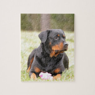 Rottweiler Hund Pussel