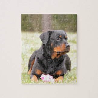 Rottweiler Hund Pussel
