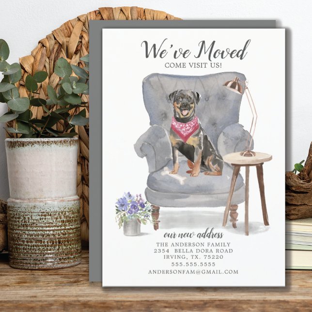 Rottweiler Hund Vi har flyttat Flytta Announcement Meddelande (Skapare uppladdad)