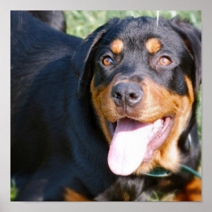 Rottweiler hundtryck poster