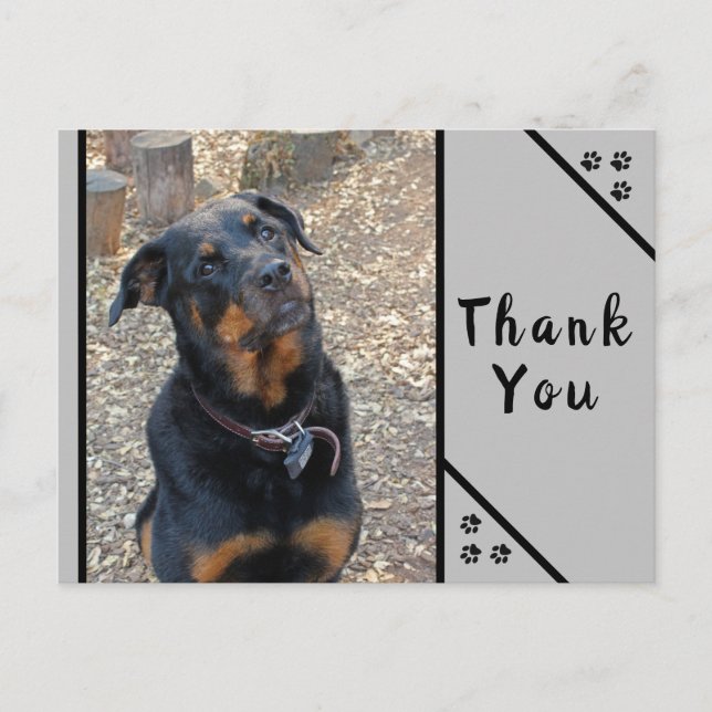 Rottweiler Huvudlutning Söthet Tack Postkort Vykort (Framsida)