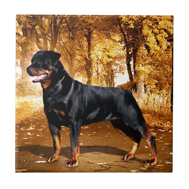 Rottweiler Kakelplatta (Framsidan)