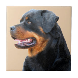 Rottweiler Kakelplatta