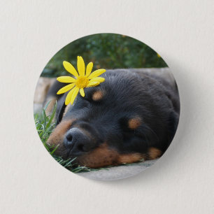 Rottweiler Knapp
