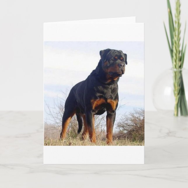 Rottweiler Kort (Framsida)