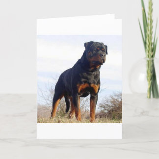 Rottweiler Kort