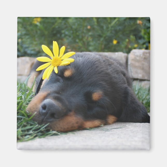 Rottweiler Magnet (Framsidan)