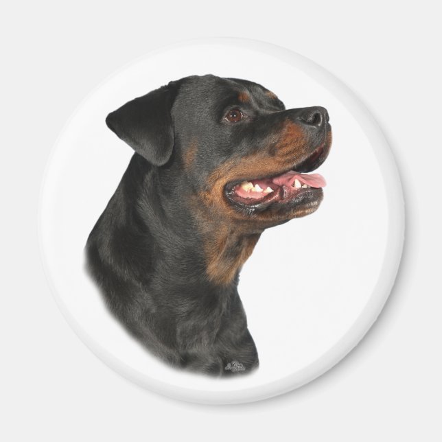 Rottweiler, magnet (Framsidan)