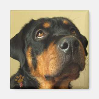 Rottweiler Magnet