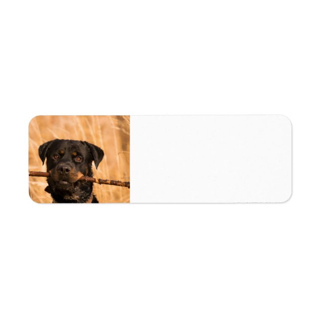 Rottweiler med stift returadress etikett (Framsidan)