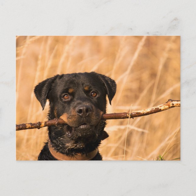 Rottweiler med stift vykort (Framsida)