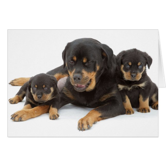 Rottweiler med två valpar hälsningskort (Framsidan Horizontal)