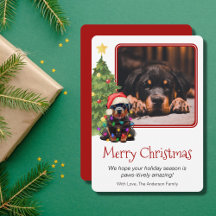 Rottweiler och Julgran Pet Hund One Photo
